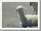 Lamas auf der Isla Incawasi Lamas auf der Isla Incawasi